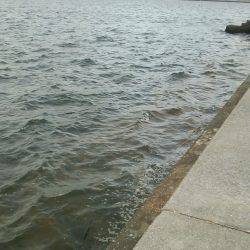 丸島でもキスが釣れるかを検証してきました