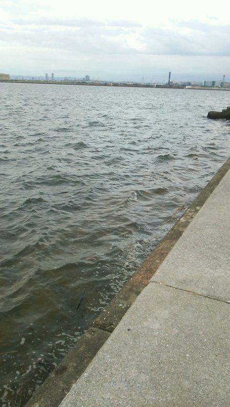 丸島でもキスが釣れるかを検証してきました