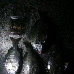 尼崎でグレ・セイゴ・キビレ・チヌ　小さい魚…