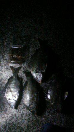 尼崎でグレ・セイゴ・キビレ・チヌ　小さい魚は入れ食いでした