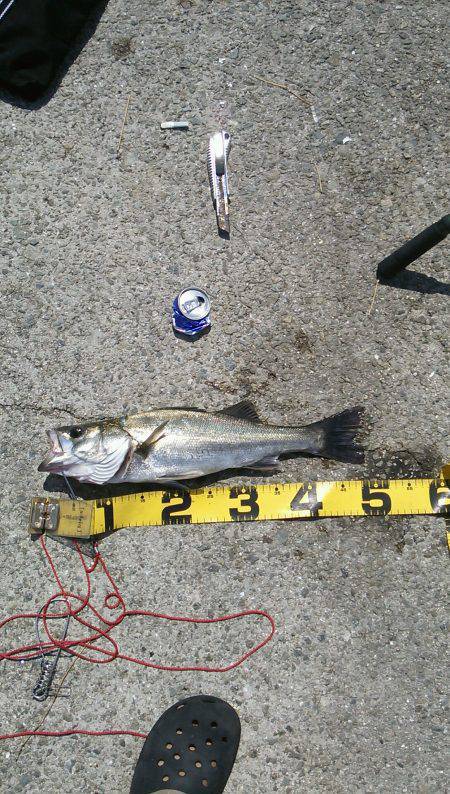 アジュール舞子　のませでハネ・エギングでア…