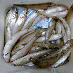 宮津で投げ釣り、当たり餌を探りながら釣果を…