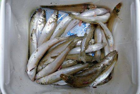 宮津で投げ釣り、当たり餌を探りながら釣果を…