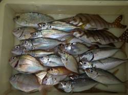 新芳養（はや）堤防のお子様釣果〜アジ・チャ…