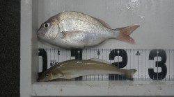 堺漁港フカセでチャリコ・キスの他大物のバラシあり