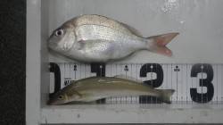 堺漁港フカセでチャリコ・キスの他大物のバラ…