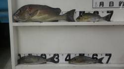 椿イセザキ　フカセ釣りでコロダイ・イサギ