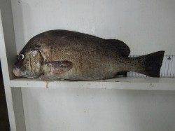 堺漁港のフカセ釣りでコショウダイ53cm