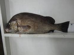 堺漁港のフカセ釣りでコショウダイ53cm