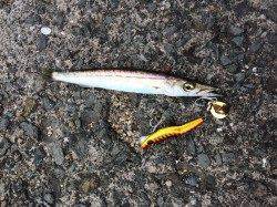 小島でルアーゲーム　表層を探るとカマスが♫　他大きいエソも