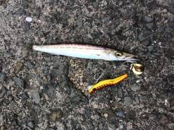 小島でルアーゲーム　表層を探るとカマスが♫…