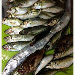 フィッシングロケーション【karakuri氏　連載記事】