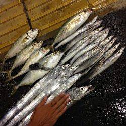 和歌山マリーナシティ　ライトショアジギングでアジ・カマス　ワインドでタチウオも