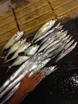 和歌山マリーナシティ　ライトショアジギング…