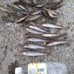 芦屋川河口　ちょい投げでキス＆ハゼ多数の釣果