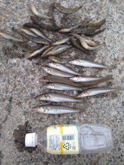 芦屋川河口　ちょい投げでキス＆ハゼ多数の釣果