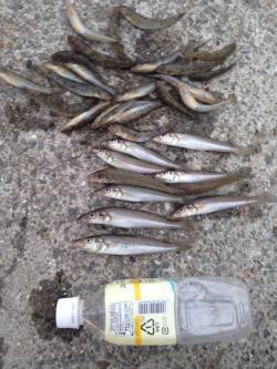 芦屋川河口　ちょい投げでキス＆ハゼ多数の釣…