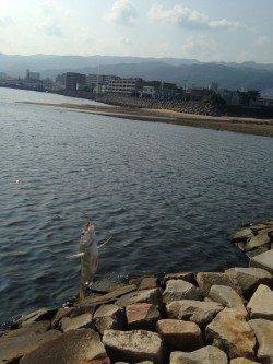 芦屋川河口　ちょい投げでキス＆ハゼ多数の釣果