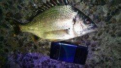 岸和田夜釣りでキビレ2匹〜苦潮で厳しい状況でした