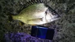 岸和田夜釣りでキビレ2匹〜苦潮で厳しい状況…