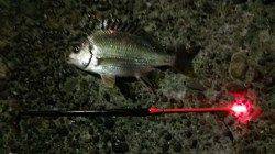 岸和田夜釣りでキビレ2匹〜苦潮で厳しい状況でした