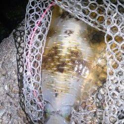 夏イカ狙いで谷川漁港に出撃〜日没直前にゲット