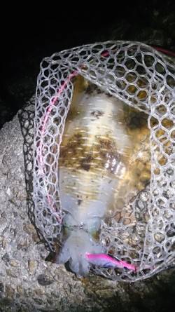 夏イカ狙いで谷川漁港に出撃〜日没直前にゲッ…