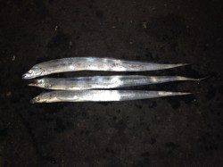 和歌山マリーナシティ　ワインドでタチウオ　ガシリングのガシラは入れ食い