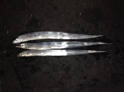 和歌山マリーナシティ　ワインドでタチウオ　…