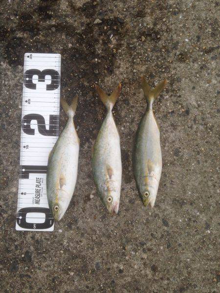 ジグでツバス狙い、サバは入れ食いでした　武…