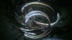 兵庫突堤2突にて浮き釣りでタチウオ&ぶっこみで穴子