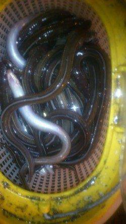 兵突突堤で穴子釣り〜ひっきりなしに釣れて43匹