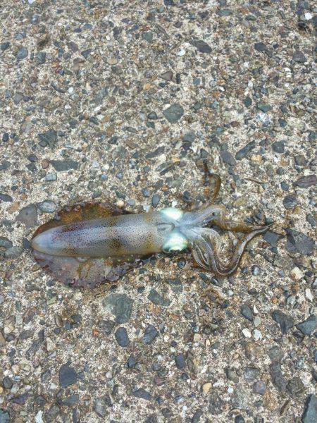 浅茂川周辺エギング〜アオリイカの新子が釣れ…