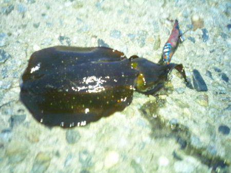 アジュール舞子エギング　夕方高活性でフォー…