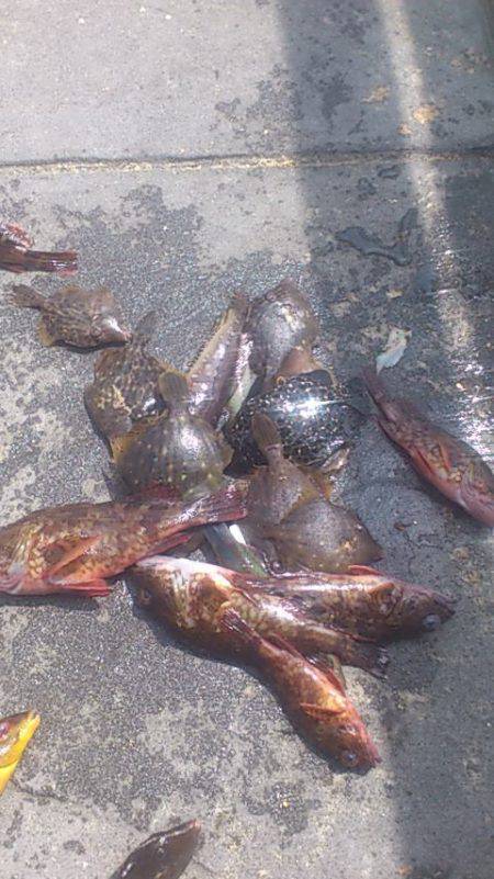 新浜漁港にて探り釣り　ガシラ・カワハギなど…