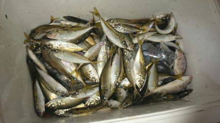 柴山にてアジングとサビキでファミリーフィッ…