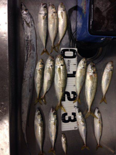 武庫川一文字でタチウオ・良型アジ