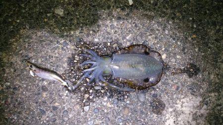 小島　エギングでアオリ調査　コロッケサイズ…