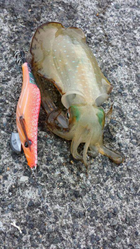 今年初の新子調査　日向周辺場所毎の成長具合…