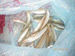 姫路市立遊漁センター 本日はキスが好調でした