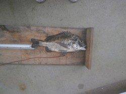 大阪南港魚つり園　サビキでアジ・サバ・サッパのほか良型チヌも