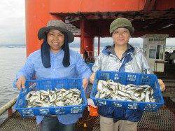 尼崎市魚つり公園、雨ですがアジは入れ食いです！
