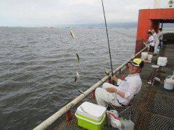 順調な豆アジ小サバのほか今年初のカマス〜尼崎市立魚つり公園