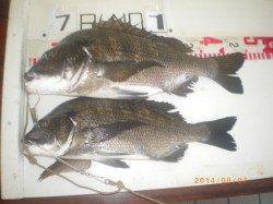 探り釣りでチヌ 餌はオキアミ、イガイです 姫路市立遊漁センター