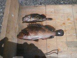 大阪南港海釣り公園、シラサエビでアコウ！他ガシラ、サッパ