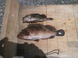 大阪南港海釣り公園、シラサエビでアコウ！他…