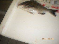 サビキで30cmのチヌ！他アジ、ベラ　遊漁センターにて