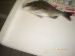 サビキで30cmのチヌ！他アジ、ベラ　遊漁…