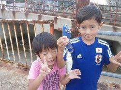 サビキでサッパが釣れています