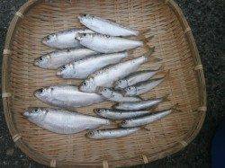 サビキでサッパが釣れています